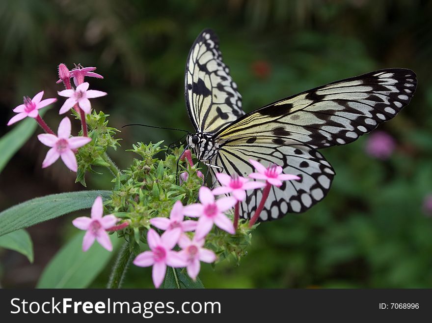 Idea leuconoe butterfly wth extended proboscis fedding on pink blossom