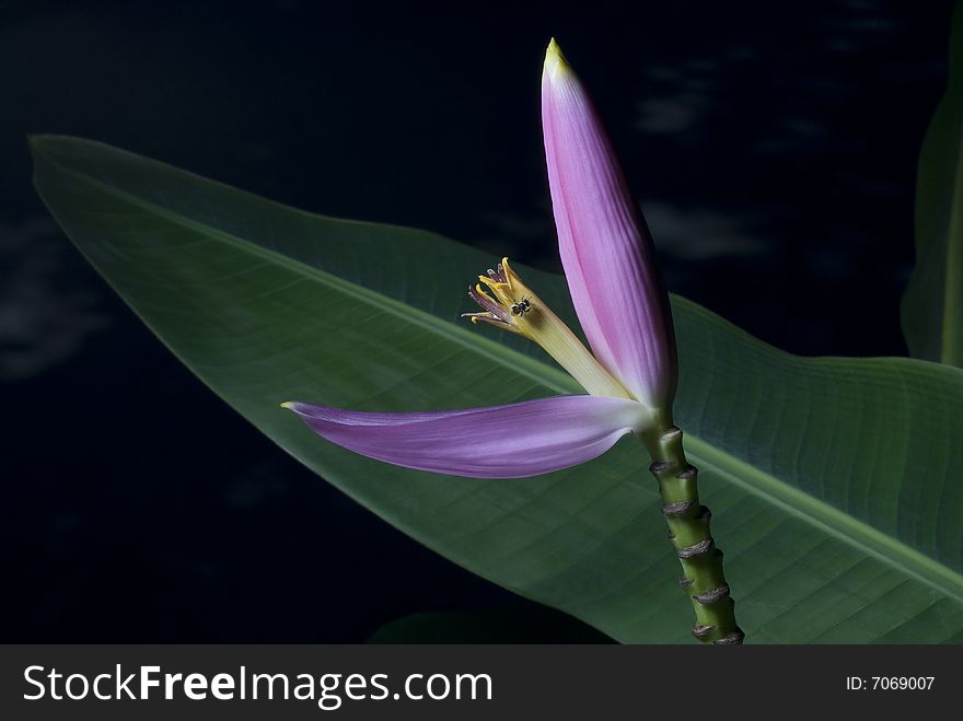 Banana's Flower in purple color