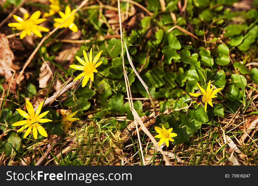 Yellow flowers in the woods in early spring with flying bumblebee
