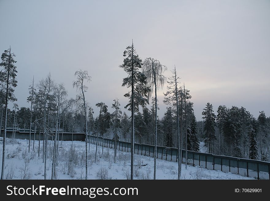 Trees in cold winter day and snow