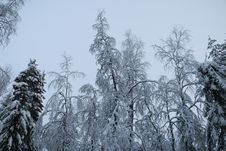 Trees In Cold Winter Day Royalty Free Stock Photos Trees In Cold Winter Day Royalty Free Stock Photos
