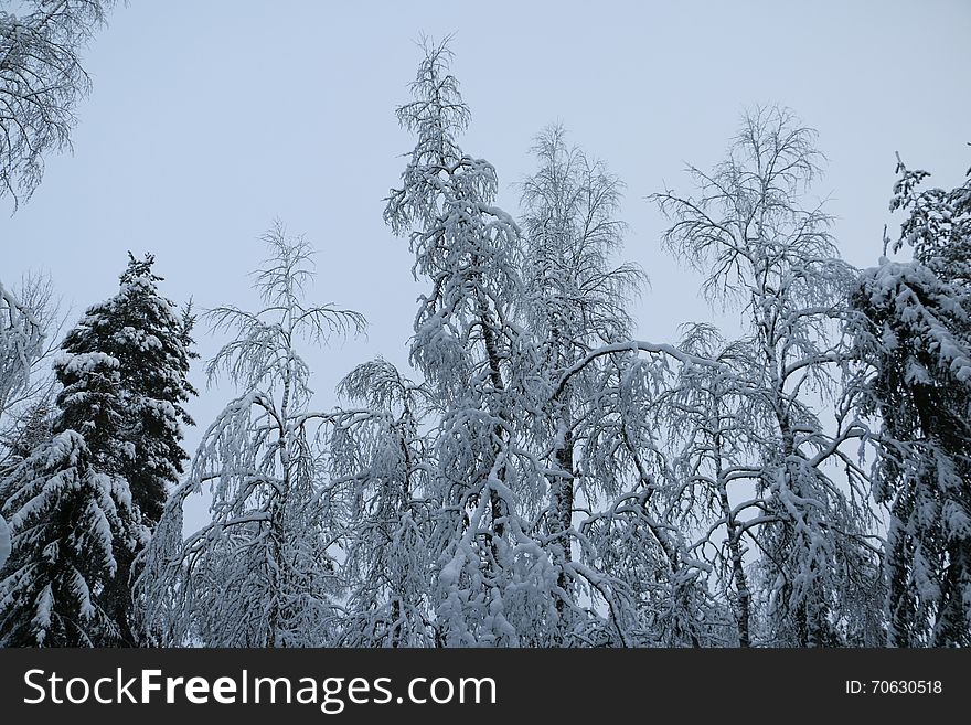 Trees in cold winter day and snow