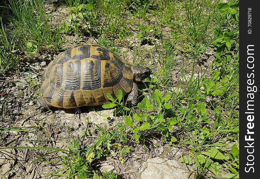 Wild spur-thighed tortoise or greek tortoise. Wild spur-thighed tortoise or greek tortoise