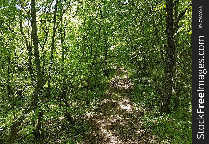 Path in the middle of the forest. Path in the middle of the forest