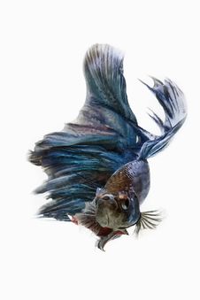 Betta Fish Royalty Free Stock Photos Betta Fish Royalty Free Stock Photos