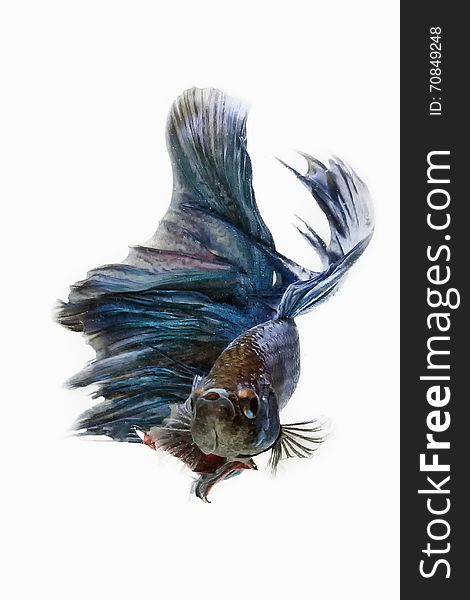 My pet Siamesse Fighting fish (Betta splendens), also sometimes known as the Betta, which is popular as an aquarium fish. My pet Siamesse Fighting fish (Betta splendens), also sometimes known as the Betta, which is popular as an aquarium fish.