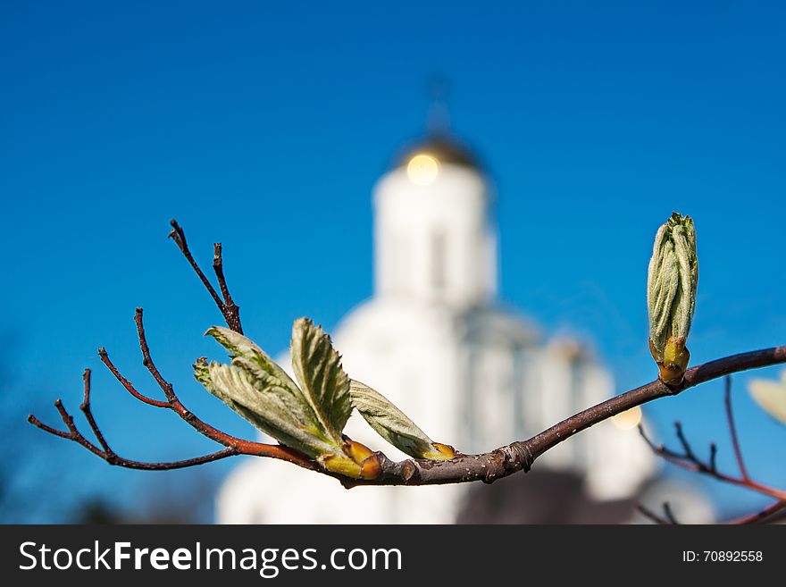 Bloom buds on a tree branch on the blue sky background