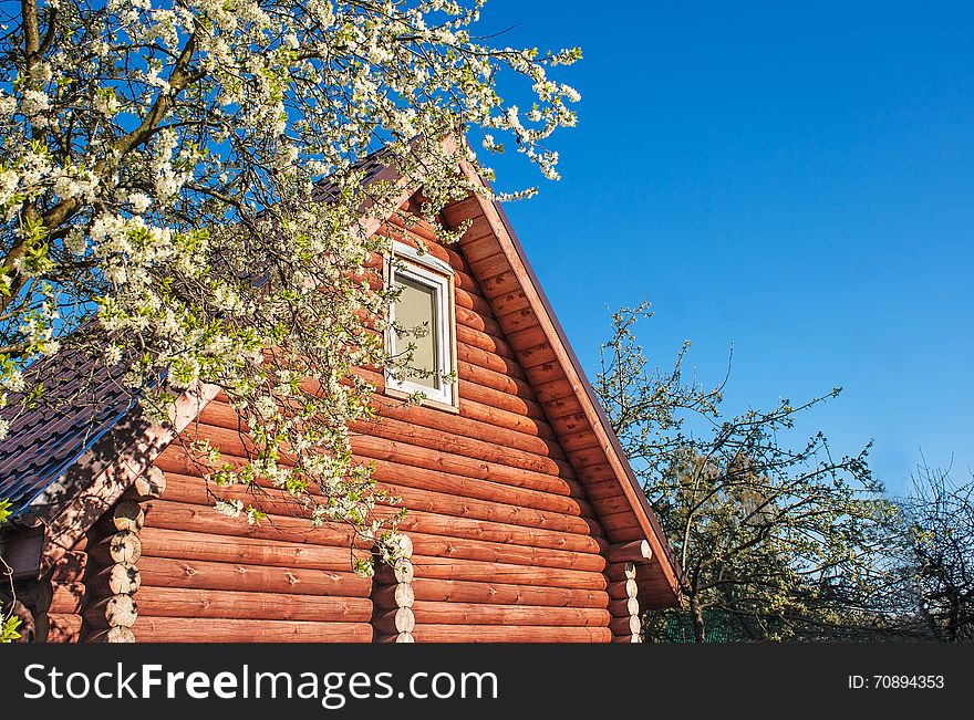 New small wooden house with blossom tree on sunny spring day