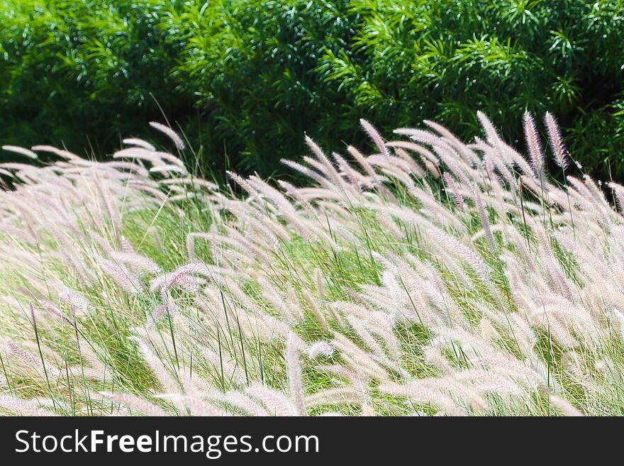 Many grasses blossoming in sunlight day