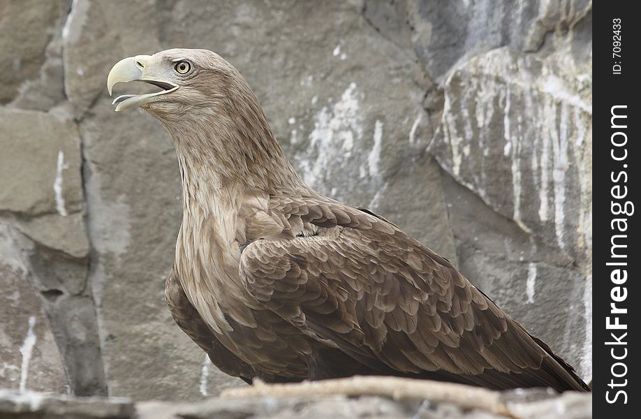 Eagle Sits On The Rock