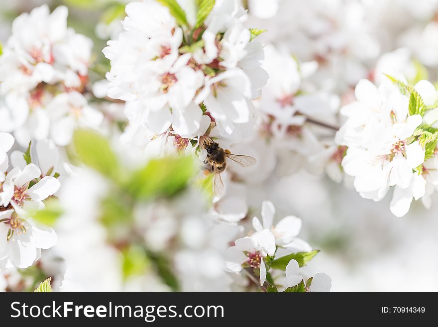 Honey Bee Harvesting Pollen From Cherry Blossom