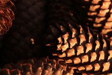 Pine Cone, Closeup Of Pine Cones, Plant, Tree, Macro Stock Photography Pine Cone, Closeup Of Pine Cones, Plant, Tree, Macro Stock Photography