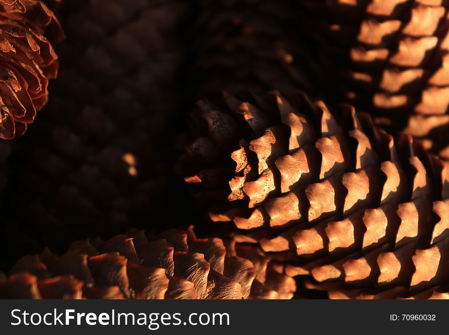 Closeup of a group of pine cones. Brown, bright, warm light and colors. Closeup of a group of pine cones. Brown, bright, warm light and colors.