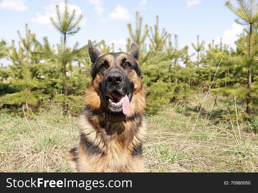 German Shepherd Dog In Spring Day