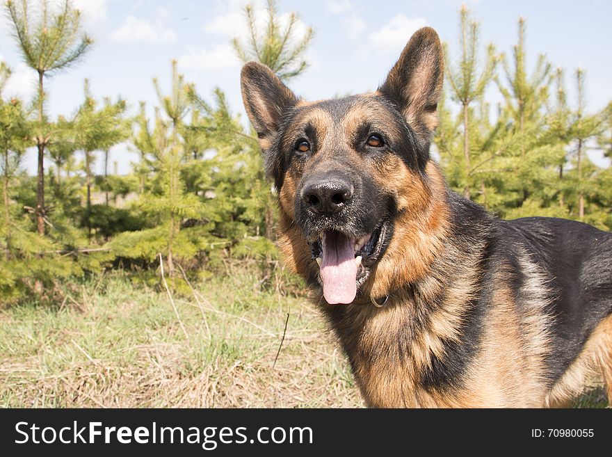 German Shepherd Dog In Spring Day