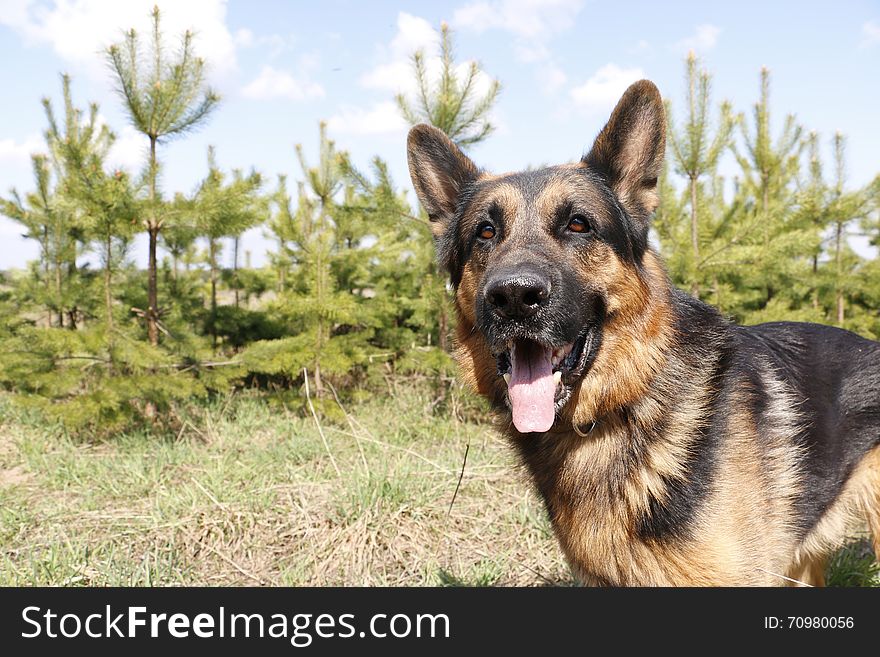 German shepherd dog in spring day