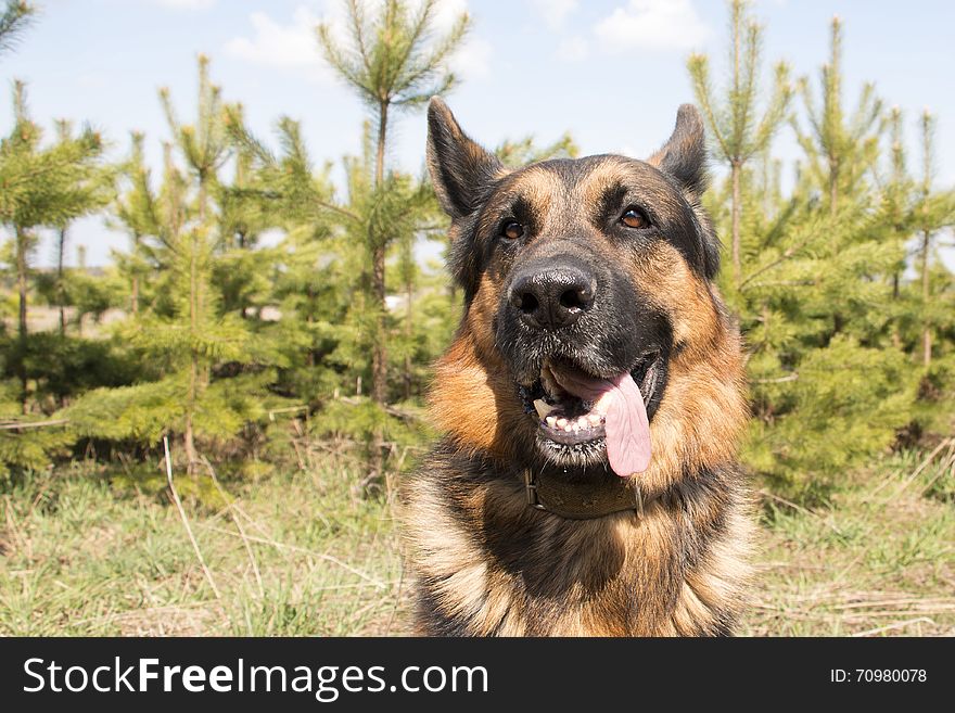 German Shepherd Dog In Spring Day