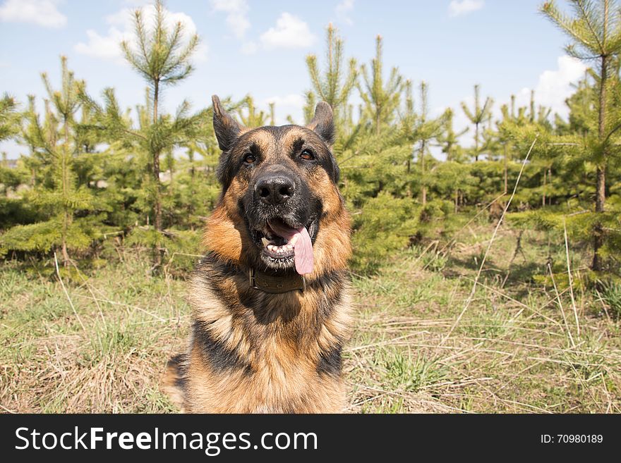 German shepherd dog in spring day