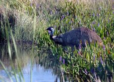 Emu Wading Royalty Free Stock Images