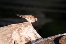 Zebra Dove On A Trunk Royalty Free Stock Photo Zebra Dove On A Trunk Royalty Free Stock Photo
