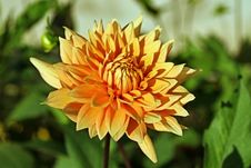 Orange Dahlia Royalty Free Stock Images Orange Dahlia Royalty Free Stock Images
