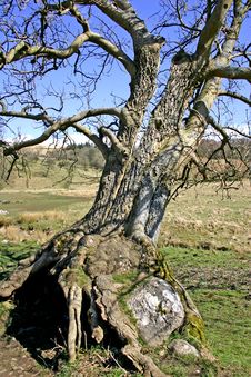 Ancient Tree Stock Photography