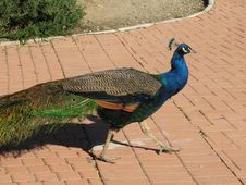 Male Peacock Stock Photos Male Peacock Stock Photos