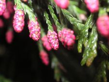 Tips Of A Fir Tree Royalty Free Stock Photo Tips Of A Fir Tree Royalty Free Stock Photo