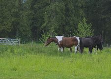 Horses In Pasture Stock Photography Horses In Pasture Stock Photography
