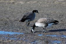 Canadian Geese Royalty Free Stock Images