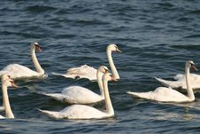Swans Royalty Free Stock Photo