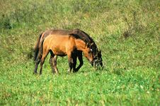 Mare And Foal Stock Photo Mare And Foal Stock Photo
