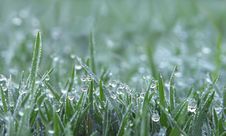 Dew Drops On Green Grass Stock Images