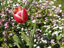 Red Tulip Royalty Free Stock Image Red Tulip Royalty Free Stock Image