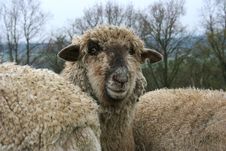 Sheep Herd Stock Image Sheep Herd Stock Image