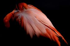 Bird - Flamingo (Phoenicopterus Roseus Ruber) Royalty Free Stock Photos