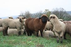 Sheep Royalty Free Stock Photography Sheep Royalty Free Stock Photography