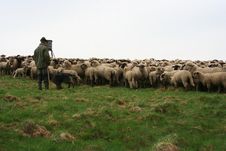Sheep Herd Royalty Free Stock Image Sheep Herd Royalty Free Stock Image
