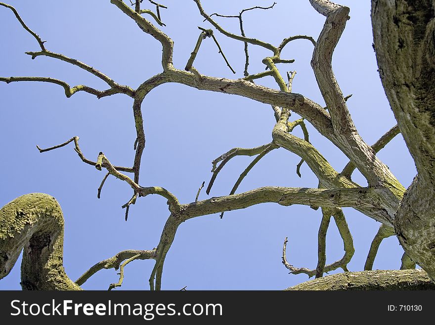 Old Tree (Sky background)