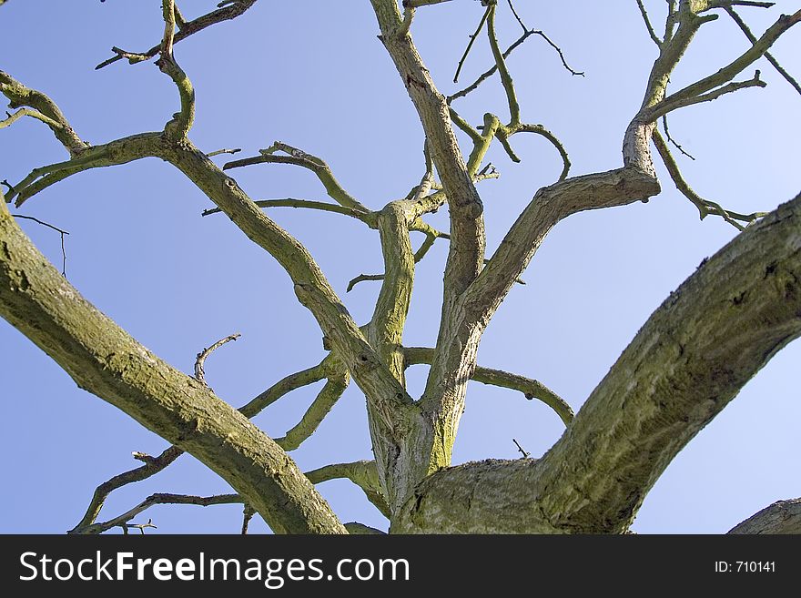 Old Tree (Sky background)