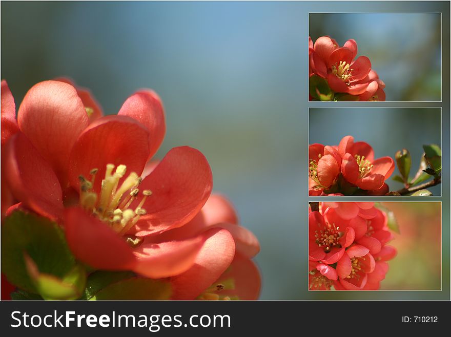 Selection of blossom images