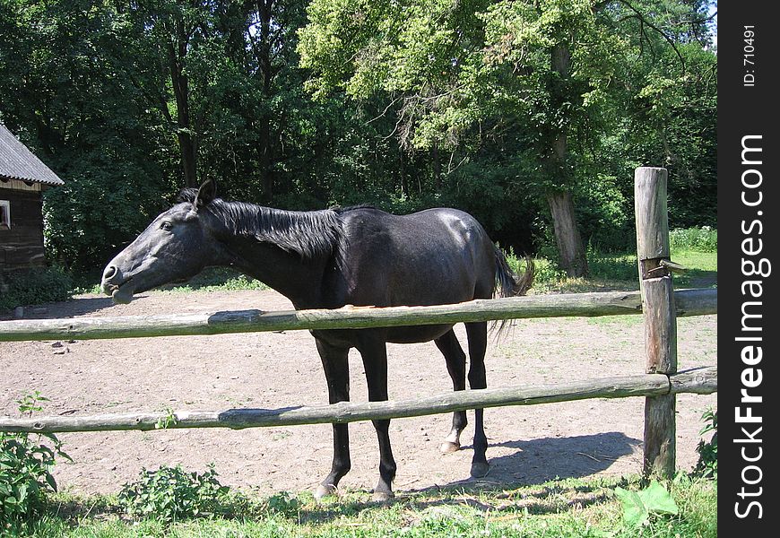 Black horse in his farm-house