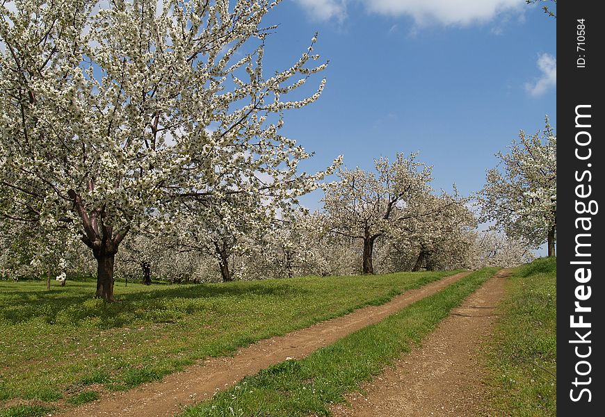 Cherry Trees