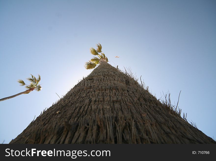 High-angle shot of a palm tree on venice beach