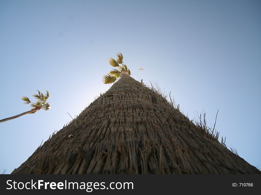 High-angle Shot Of A Palm Tree