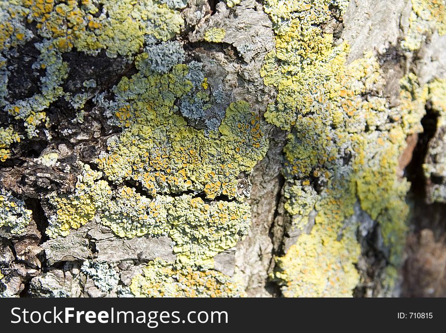 Close up of the bark on an old tree