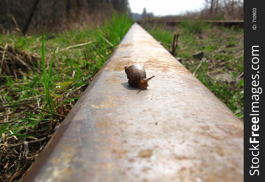 Snail long trip on the railway rail. Snail long trip on the railway rail