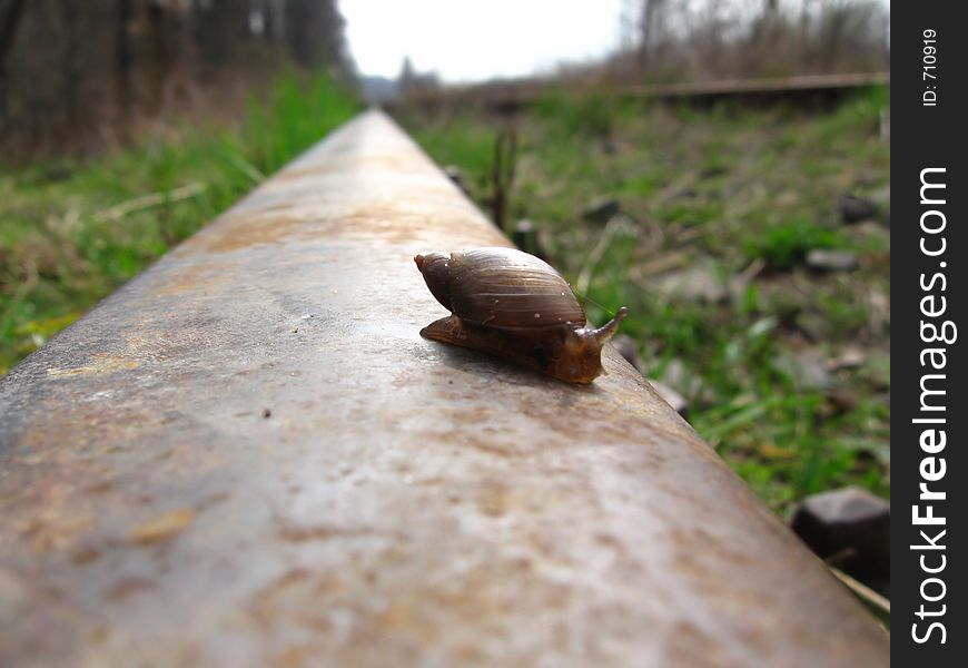 Snail long trip on the railway rail. Snail long trip on the railway rail
