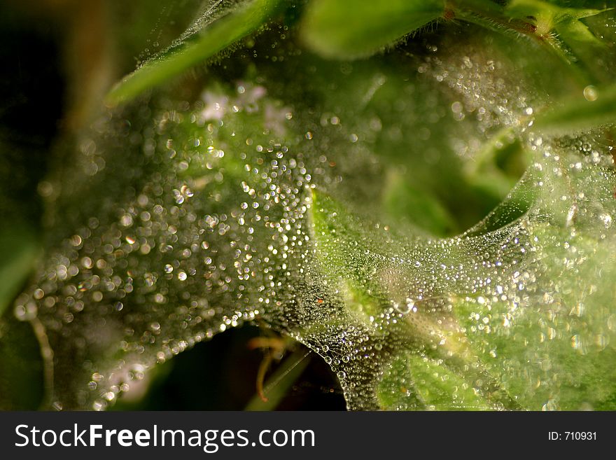 Dewdrops on spiders web