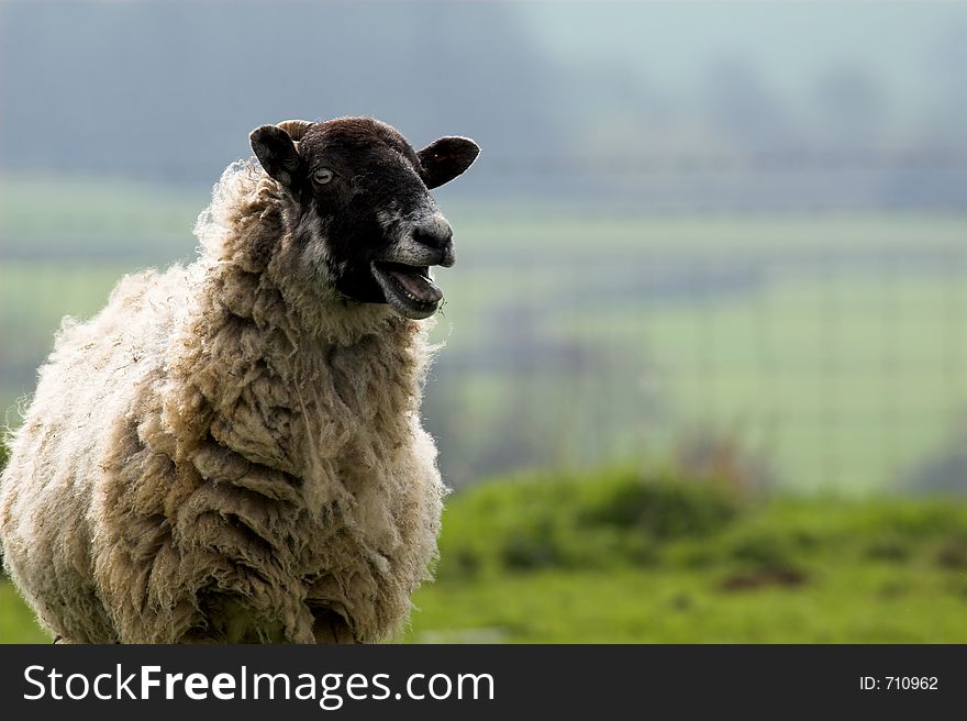 Sheep on side of picture with mouth open